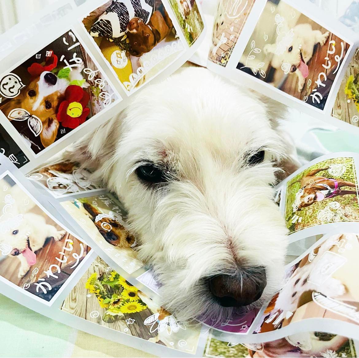 Happy Doggo Happy Life PET Tape Samples and Full Roll