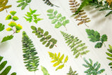 OURS Studio Fern Washi Masking Tape Roll and Samples